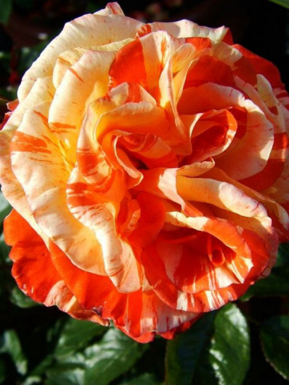 oranges & lemons róże pienne