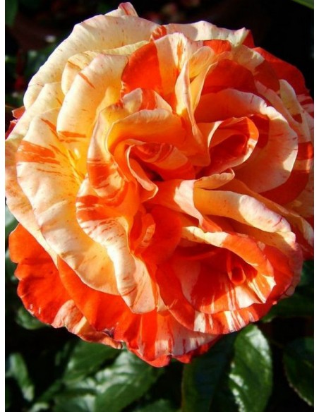 oranges & lemons róże pienne