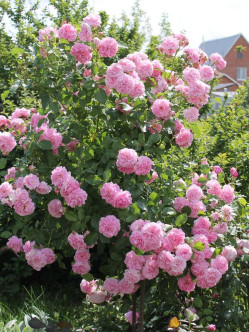 Lavender Lassie roże pienne