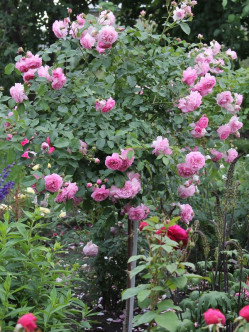 Lavender Lassie roże pienne 2