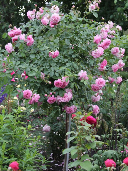 Lavender Lassie pienne roże