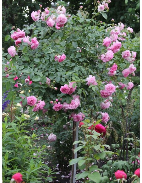 Lavender Lassie pienne roże