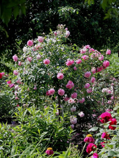 pienne roże Lavender Lassie