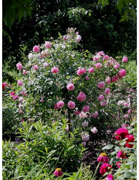 pienne roże Lavender Lassie