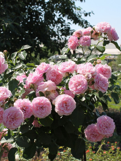 róze pienne Lavender Lassie