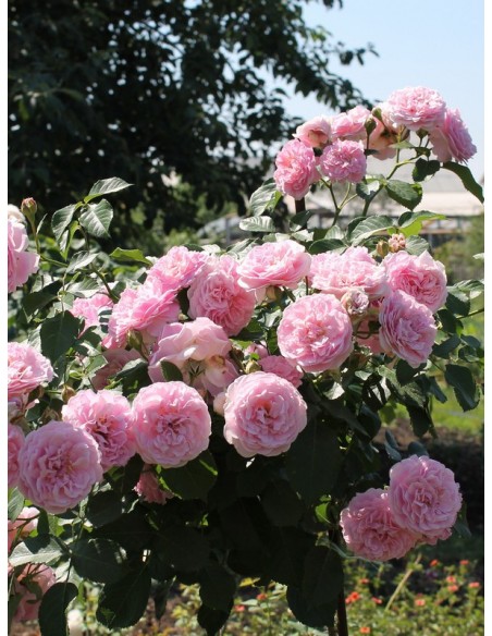 róze pienne Lavender Lassie