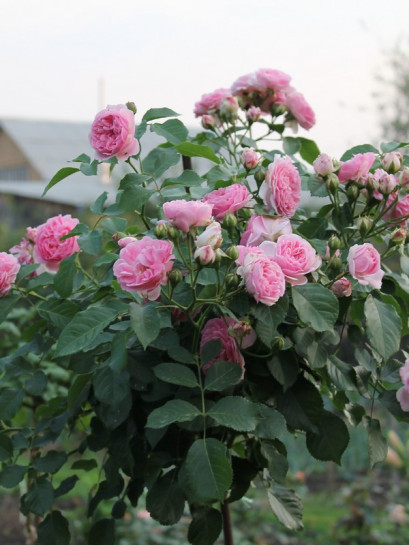 różowe róze pienne Lavender Lassie