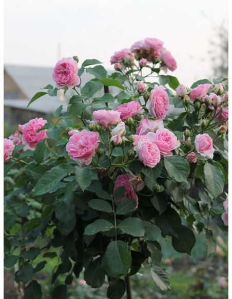 różowe róze pienne Lavender Lassie