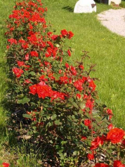 Nina róża rabatowa