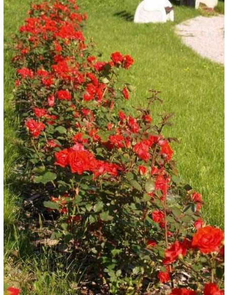 Nina róża rabatowa