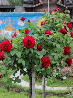 AUScrim pienne roze 2