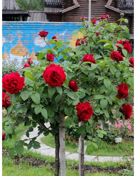 AUScrim pienne czerwone roze