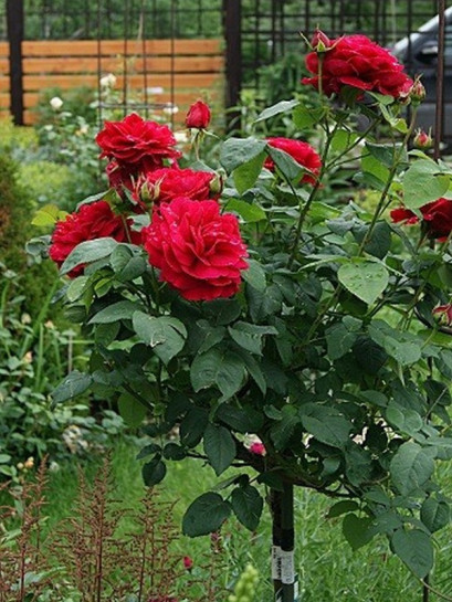 pienne czerwone roze AUScrim