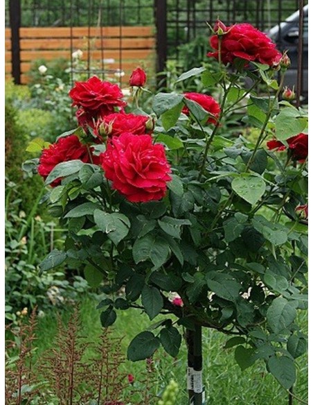 pienne czerwone roze AUScrim