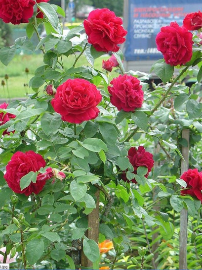 róze pienne czerwone AUScrim