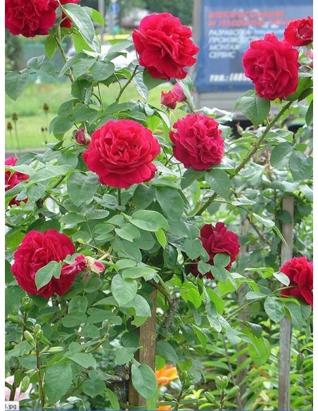 róze pienne czerwone AUScrim