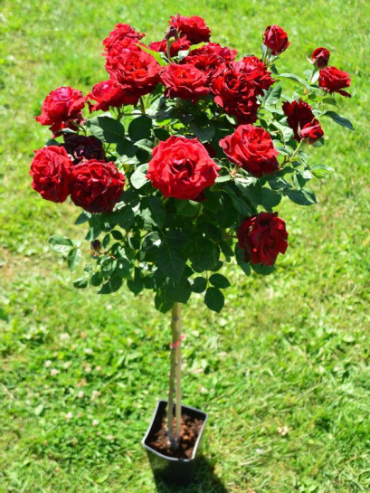 Barbara czarne róże pienne