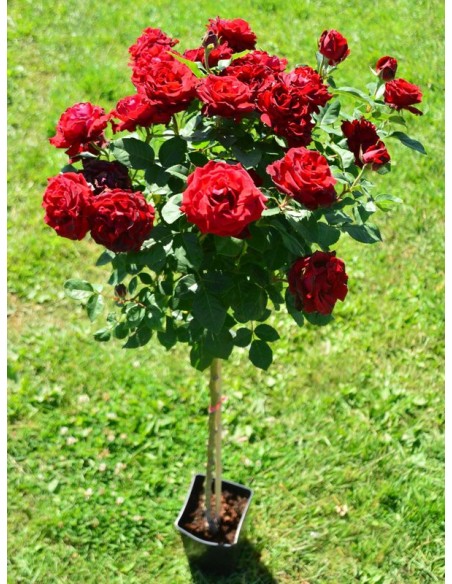 Barbara czarne róże pienne