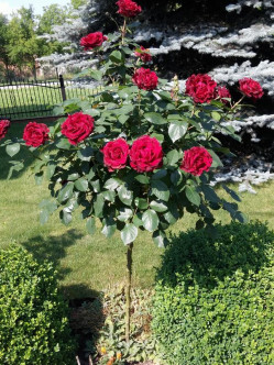 Barbara czarne róże pienne 2