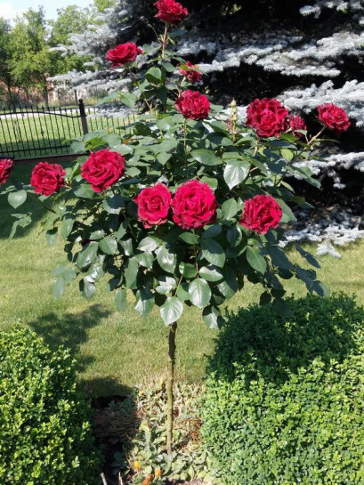 barbara czarne róże pienne