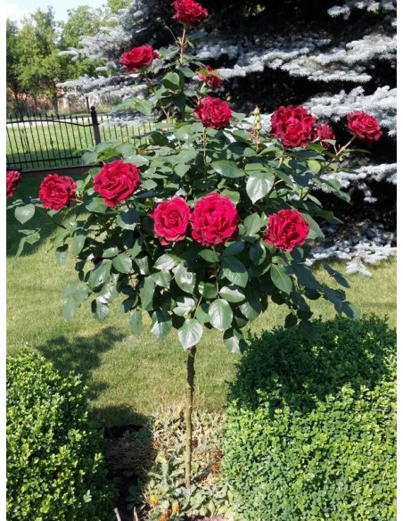 barbara czarne róże pienne