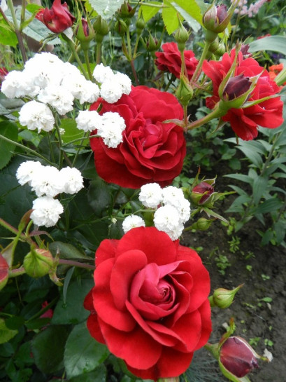 róże na rabaty Nina