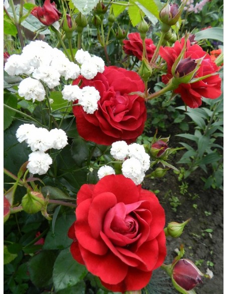 róże na rabaty Nina