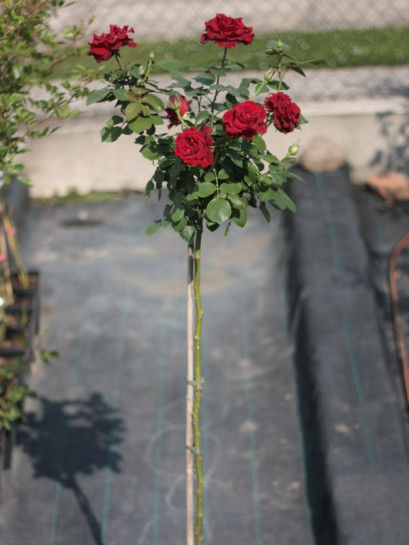 barbara pienne róże