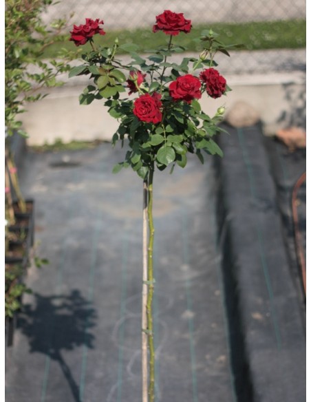 barbara pienne róże