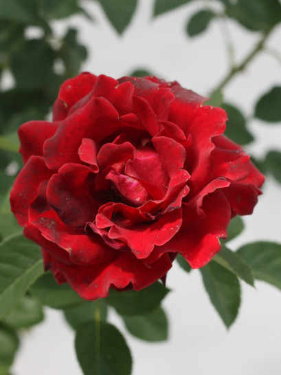 barbara czarne roze pienne