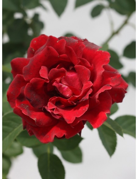 barbara czarne roze pienne