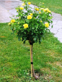 Korresia żółte róże pienne 2