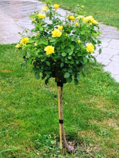 Korresia róże pienne