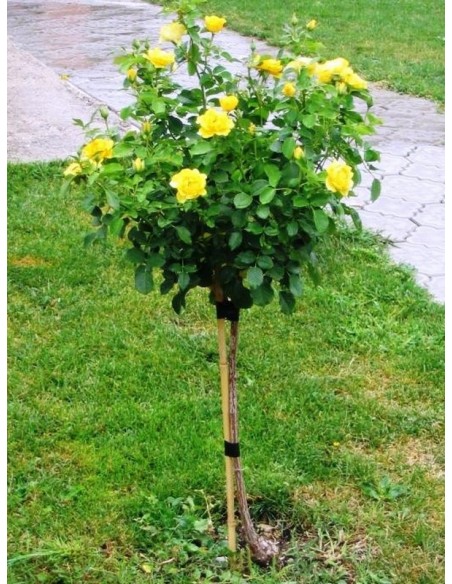 Korresia róże pienne