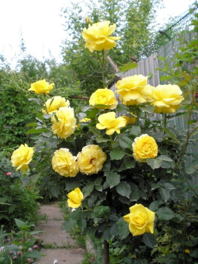 żółte róże pienne Korresia