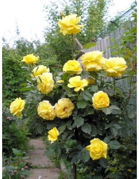 żółte róże pienne Korresia