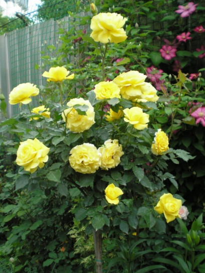 róże pienne Korresia