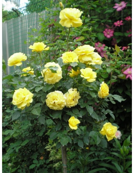 róże pienne Korresia