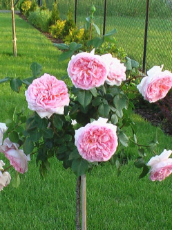 angielskie róże pienne Candy Rain