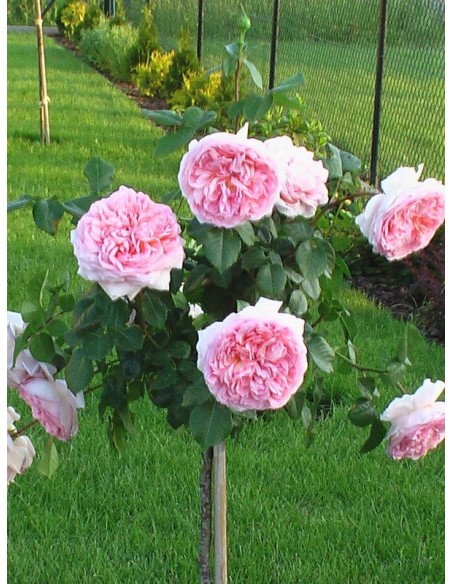 angielskie róże pienne Candy Rain