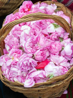 historyczne róże damasceńskie Kazanlik