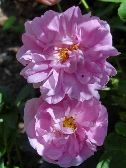 damasceńskie historyczne róże Kazanlik