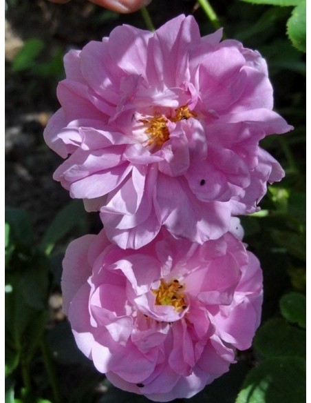 damasceńskie historyczne róże Kazanlik