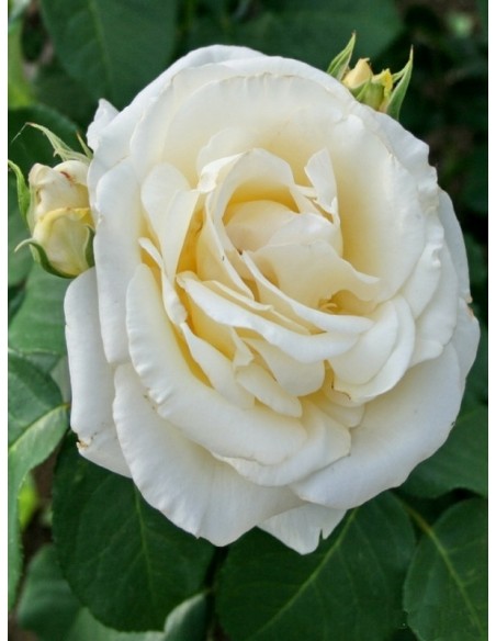 róża chopin wielkokwiatowa