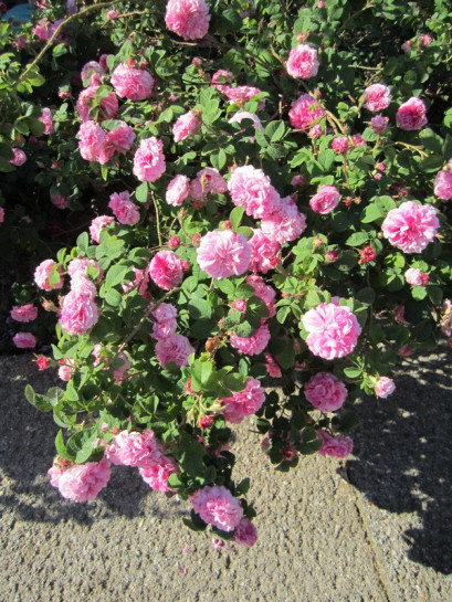 historyczne damasceńskie róże Kazanlik