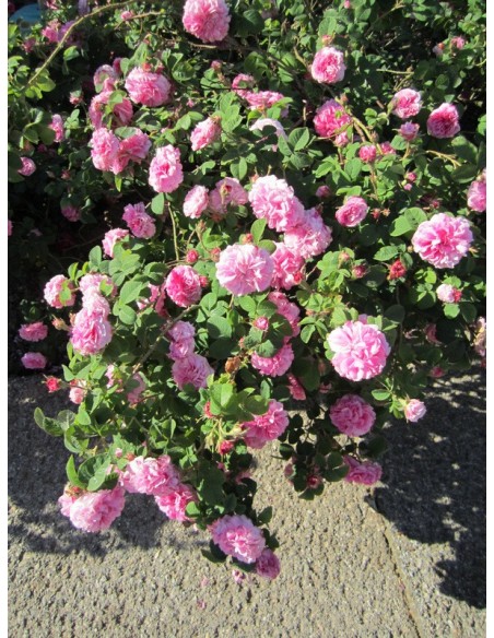 historyczne damasceńskie róże Kazanlik