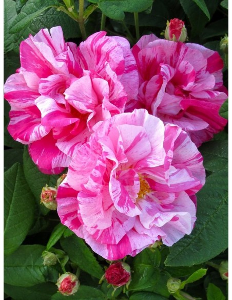 Versicolor Róże historyczne