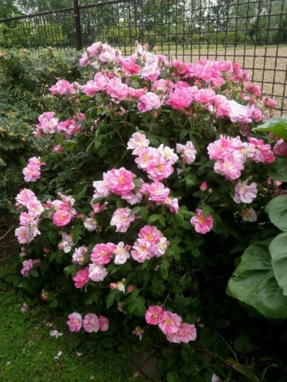 Róże historyczne Versicolor