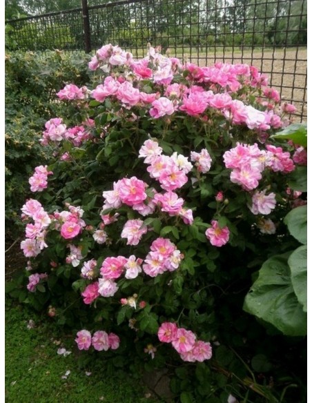 Róże historyczne Versicolor