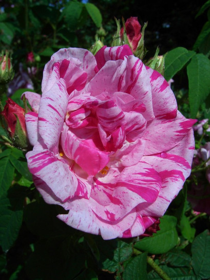 historyczne róże Versicolor